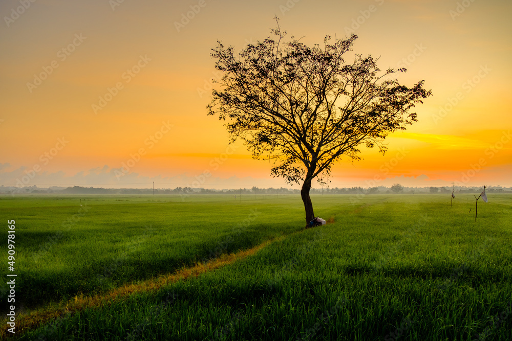 Beautiful sunrise with an alone tree over the paddy field at Selising, Pasir Puteh, Kelantan, Malaysia. Noise is visible in large view due to low light condition.