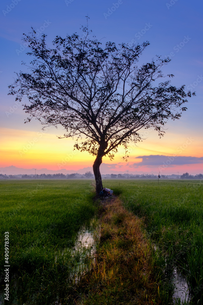 Fototapeta premium Beautiful sunrise with an alone tree over the paddy field at Selising, Pasir Puteh, Kelantan, Malaysia. Noise is visible in large view due to low light condition.