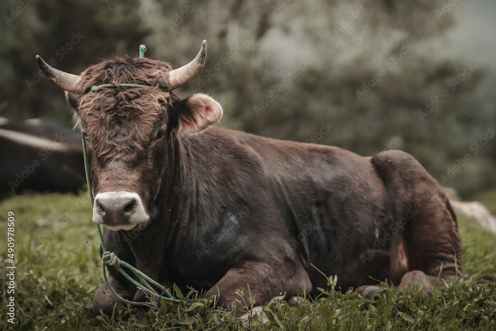 toro en campo de sembrío para fondos y diseños, bull toro en campo de sembrío para fondos y diseños, bull