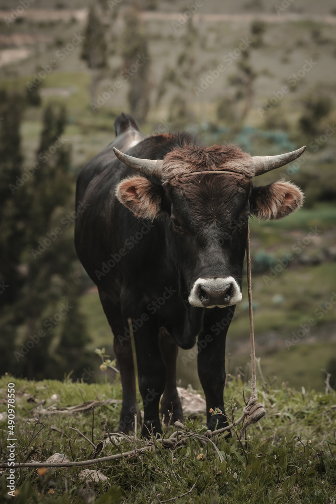 toro en campo de sembrío para fondos y diseños, bull toro en campo de sembrío para fondos y diseños, bull