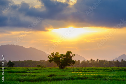 Beautiful view of lonely tree during evening sunsets at paddy field near countryside, Pasir Puteh, Kelantan, Malaysia.