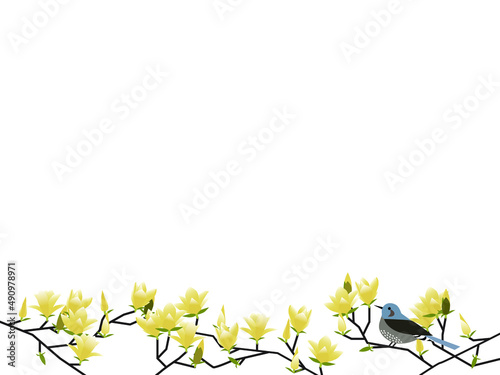 yellow magnolia and Brown-eared bulbul