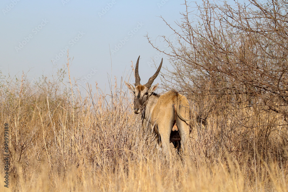 Eland Bull, Addo Elephant National Park Eland Bull, Addo Elephant National Park
