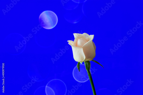 A white rose on bokeh background
