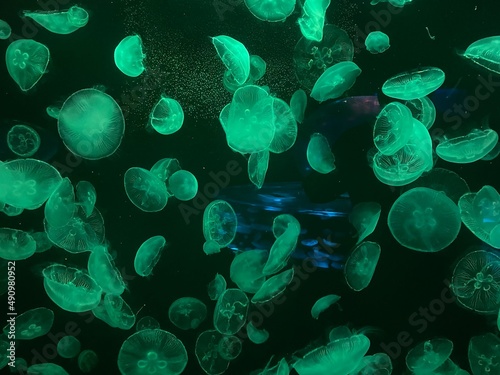 Jellyfish swarm in green moonlight