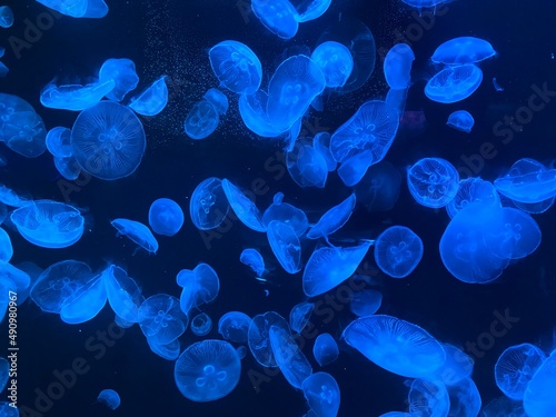 jellyfish swarm in blue moonlight