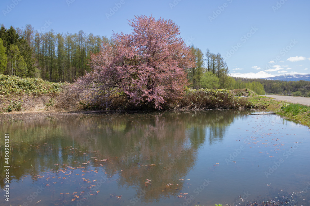 満開の桜と青空
