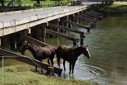 horses in river