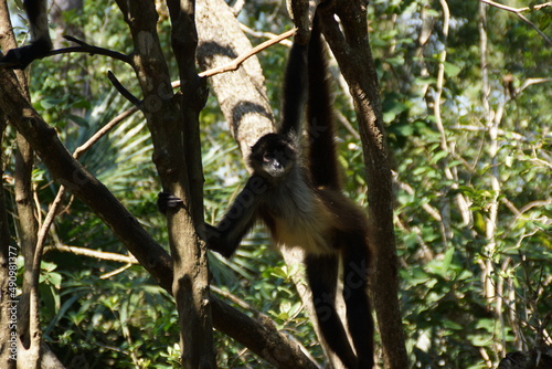 monkey in tree