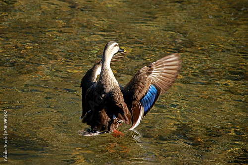 A teal in the stream