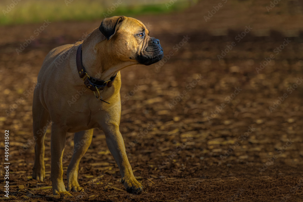 Fototapeta premium 2022-03-05 A YOUNG BULLMASTIFF AT A OFF LEASH DOG AREA IN MARYMOOR PARK FACING RIGHT IN THE PICTURE FRAME IN REDMOND WASHINGTON