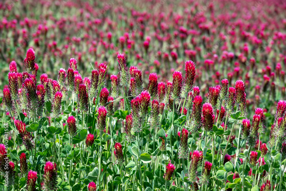A closeup look at a field of blooming red clover, vivid pink against green, as a vivid background texture or scenic view of farming.