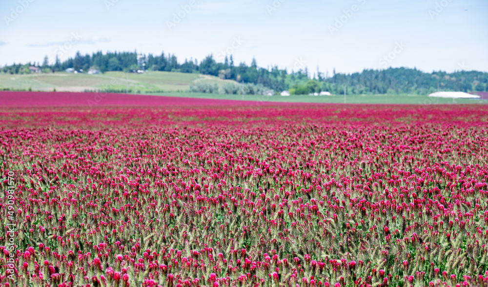 A vista of vivid red clover, with a green hill behind, shows a scene of a farm in Oregon in spring.