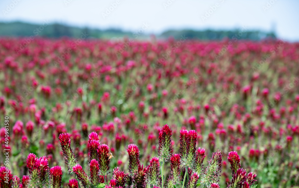 A closeup look at a field of blooming red clover, vivid pink against green, as a vivid background texture or scenic view of farming. A closeup look at a field of blooming red clover, vivid pink against green, as a vivid background texture or scenic view of farming.