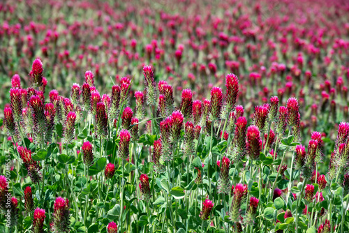 A closeup look at a field of blooming red clover  vivid pink against green  as a vivid background texture or scenic view of farming.