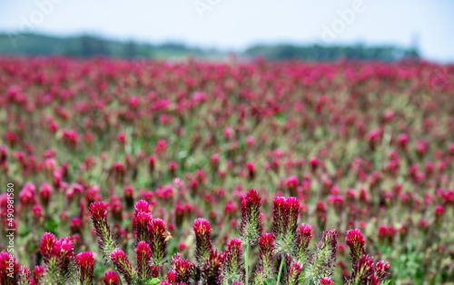 A closeup look at a field of blooming red clover  vivid pink against green  as a vivid background texture or scenic view of farming.