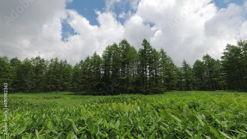 夏の大平湿原でタイムラプス