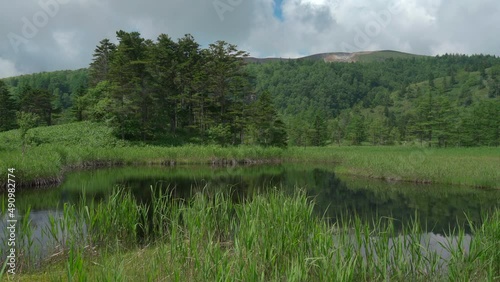 そよ風が吹く夏の芳ヶ平湿原