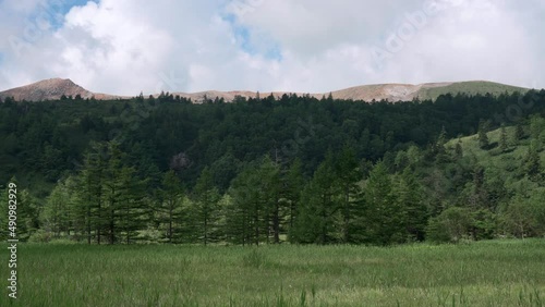 そよ風が吹く夏の芳ヶ平湿原