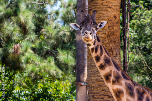 Photography Giraffe in the zoo