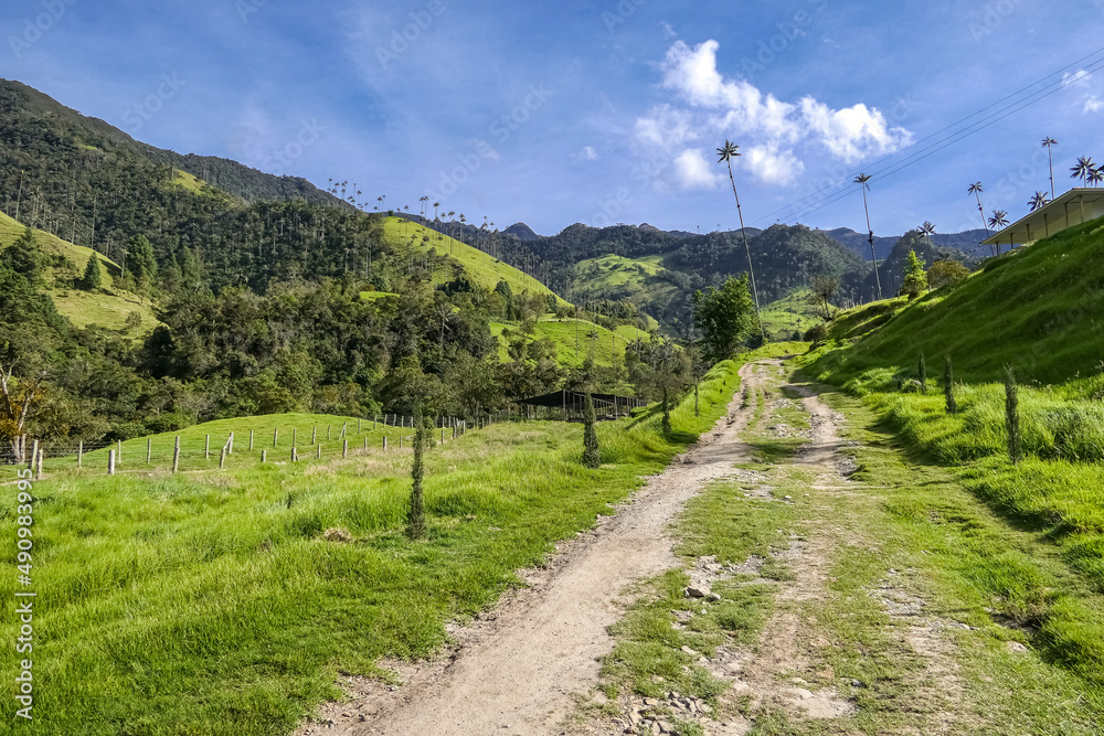 A pathway leads into idyllic landscape of lush green Cocora Valley with isolated tall wax palm trees, forested mountains, meadows and blue sky with white clouds, Colombia
