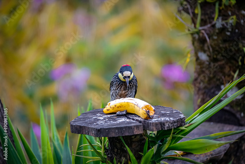 Acorn woodpecker (Melanerpes formicivorus) perched on a wooden feeding place with banana in front, blurred natural background, Salento, Valle de Cocora, Columbia 