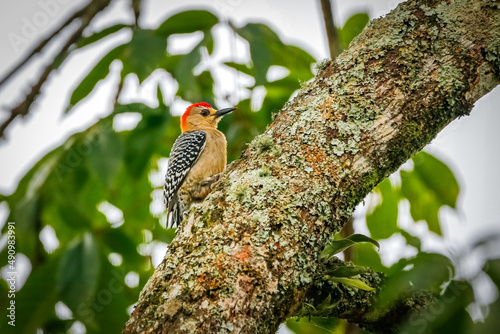 Red-crowned woodpecker (Melanerpes rubricapillus) perched on a tree trunk, side view, with white, green, litchen against blurred green leaves in background, Salento, Valle de Cocora, Columbia photo