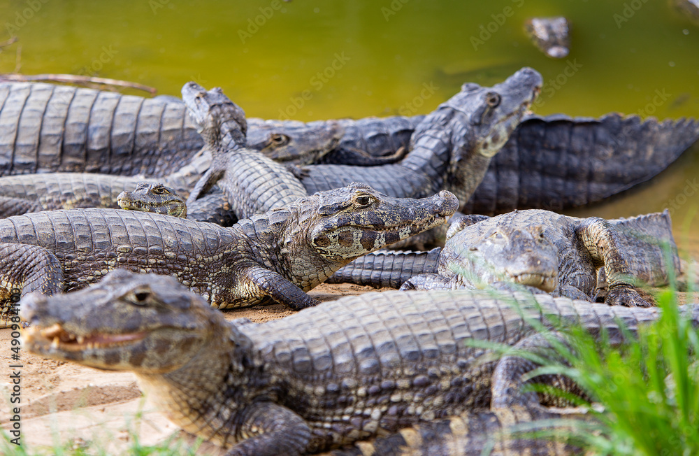 several alligators in rio do pantanal brazilian several alligators in rio do pantanal brazilian