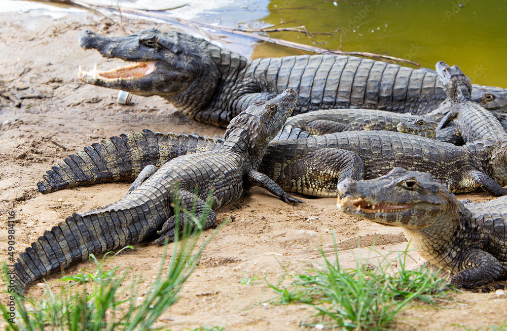 several alligators in rio do pantanal brazilian several alligators in rio do pantanal brazilian