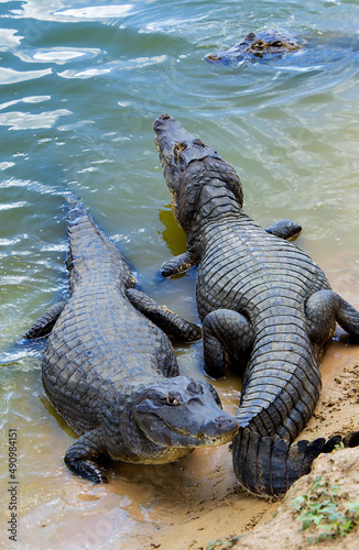 several alligators in rio do pantanal brazilian