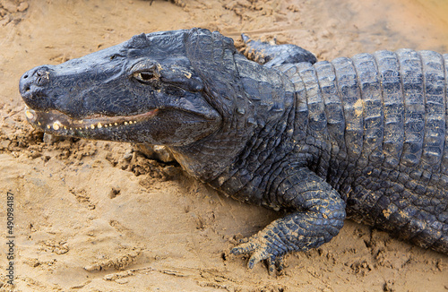 alligator in rio do pantanal brazilian