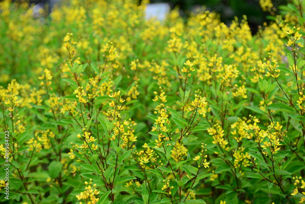 Galphimia, Gold shower or Galphimia glauca, yellow flower Galphimia, Gold shower or Galphimia glauca, yellow flower
