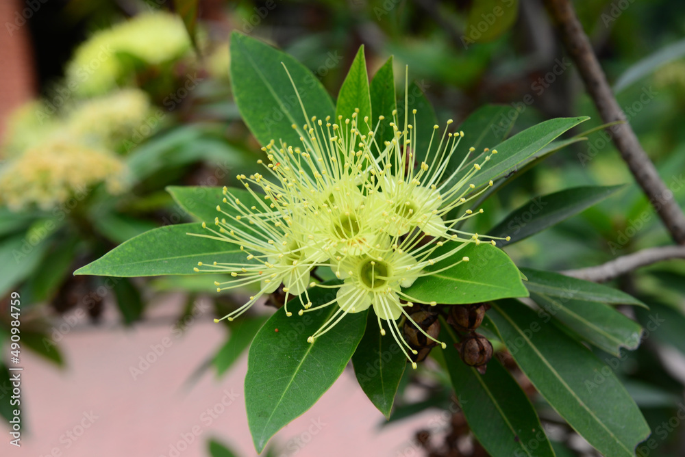 Golden penda (Xanthostemon chrysanthus) is a fabulous rainforest tree that thrives in sub-tropical and warm temperate conditions