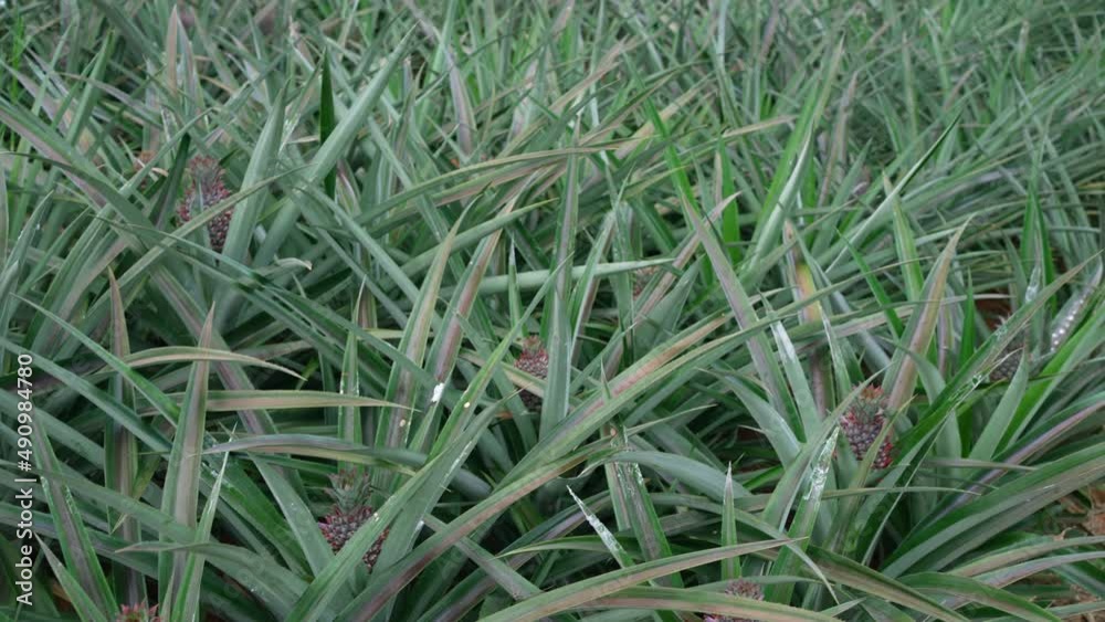 Pan view of Pineapple Plants in Farm Pan view of Pineapple Plants in Farm
