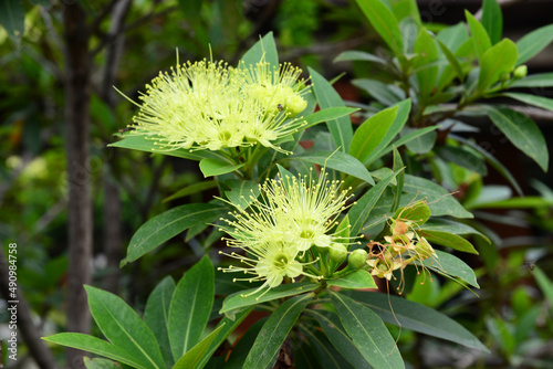 Golden penda (Xanthostemon chrysanthus) is a fabulous rainforest tree that thrives in sub-tropical and warm temperate conditions
