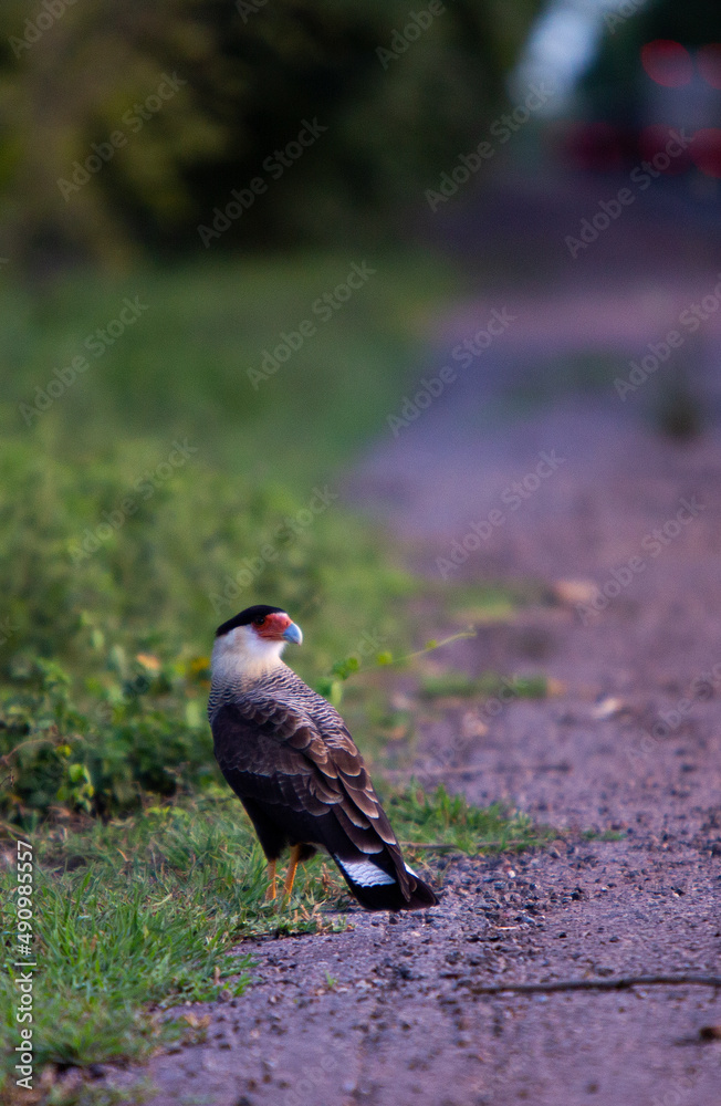 Fototapeta premium harpy eagle in its natural habitat, the brazilian pantanal