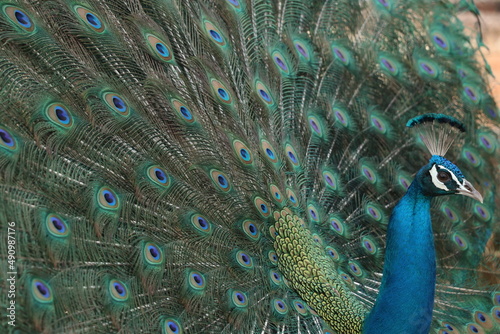 Portrait of beautiful peacock with feathers.