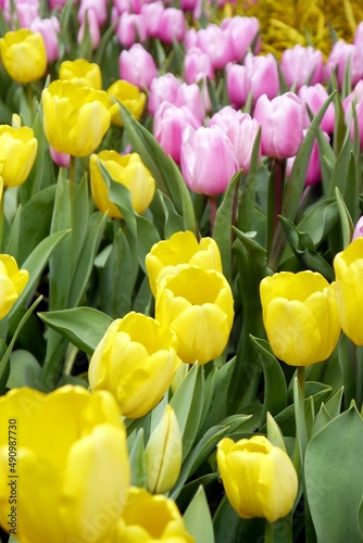 Tulip Triumph 'Kikomachi' bloom under sunshine in the garden. 
The bright petals that characterize this Tulip form a delightful  egg shape, only adding to the sense of warmth and happiness it offers. photo