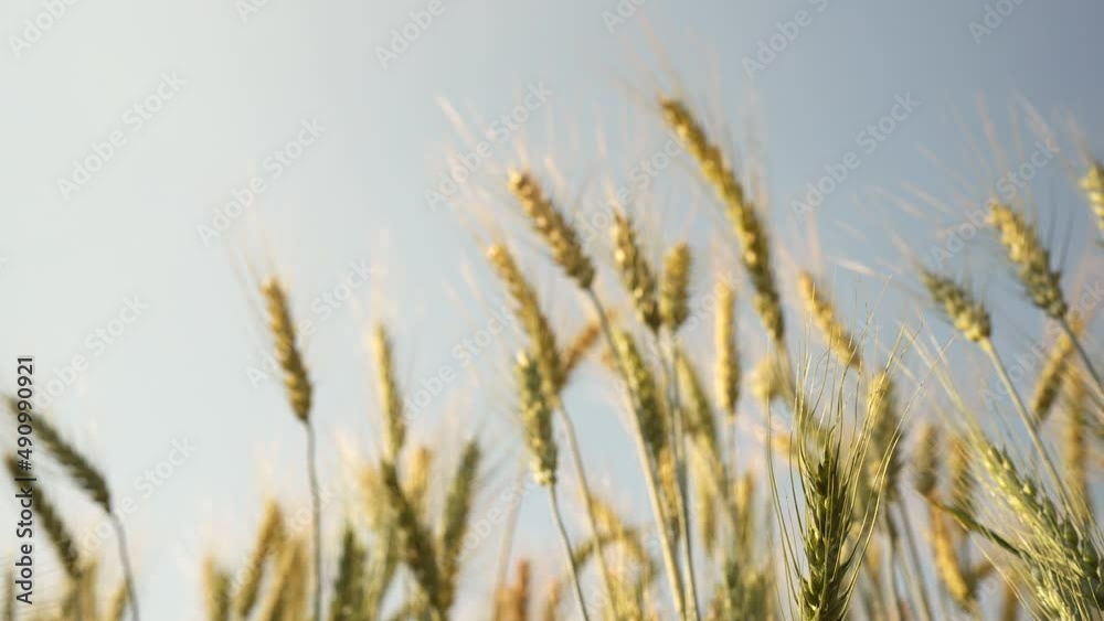 Selective focus barley wheat field against blue sky. Selective focus barley wheat field against blue sky.
