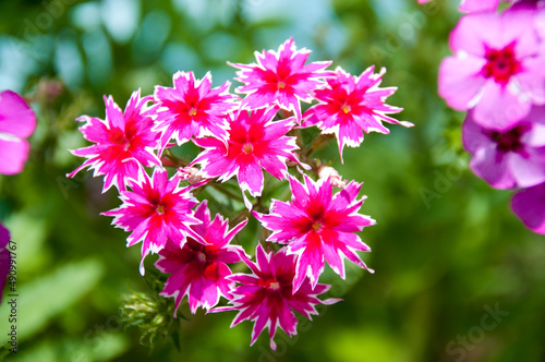 Paniculate phlox  garden phlox  in bloom. Red bouquet on a flower bed