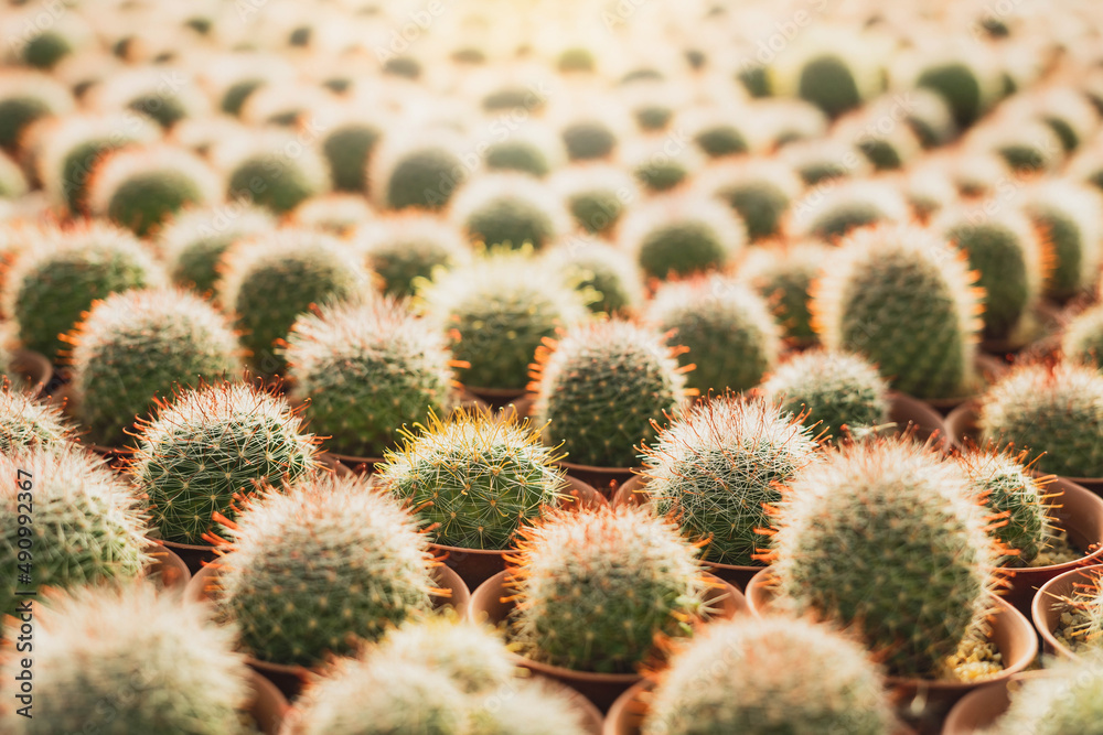 Row of cactuses in the flowerpots. Top view of cactus farm with various cactus type. Cactus have thorn for reduce dehydration so it is succulent plant. cactus background. Row of cactuses in the flowerpots. Top view of cactus farm with various cactus type. Cactus have thorn for reduce dehydration so it is succulent plant. cactus background.