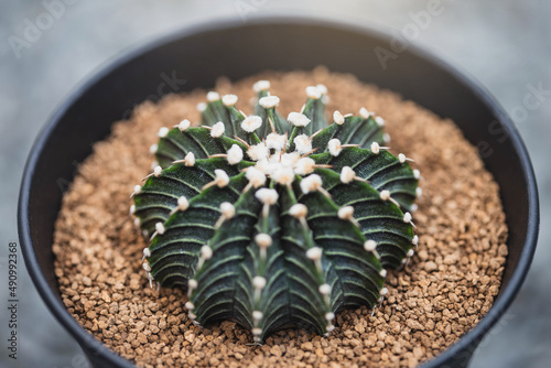 Green Gymno calycium cactus in greenhouse plant. Gymnocalycium mihanovichii. LB 2178 is name of Gymnocalycium mihanovichii is a type of cactus or succulents tree. photo