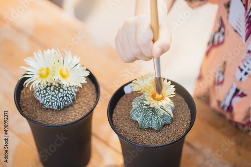 Image of hands pollinating cactus flower with a brush. Pollination Astrophytum asterias nudum cactus flower, Hand and forcep mixed pollen into yellow flower of Astrophytum asterias nudum cactus. photo