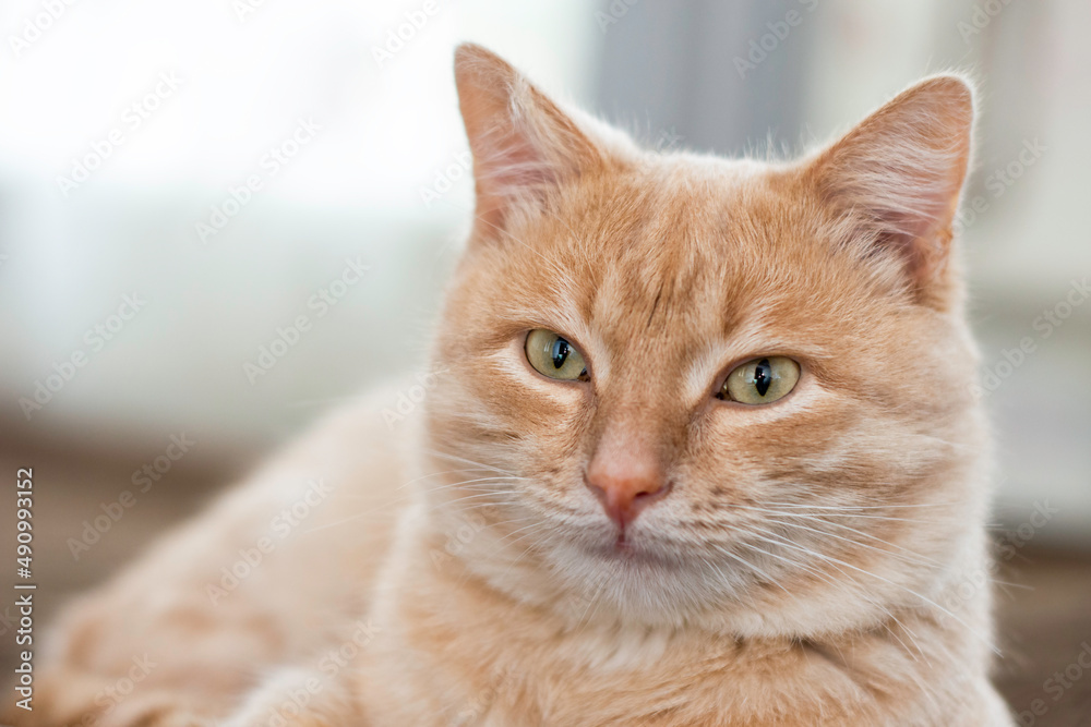 domestic cat sitting on the couch close-up domestic cat sitting on the couch close-up