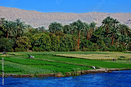 Agricultura no Vale do Rio Nilo. Luxor. Egito. photo