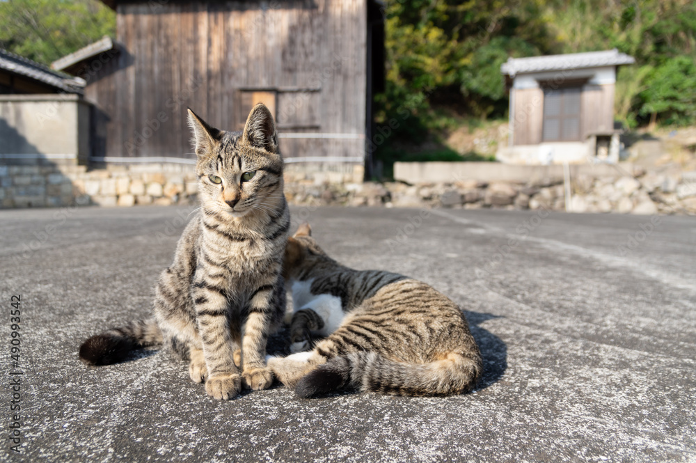 Obraz premium 並ぶ二匹の猫
