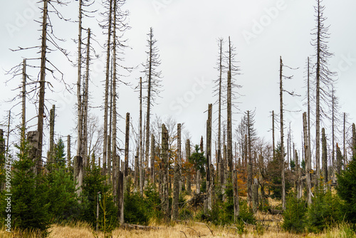 Bare trees in Bohemian Forest in Czech Republic - Dead trees