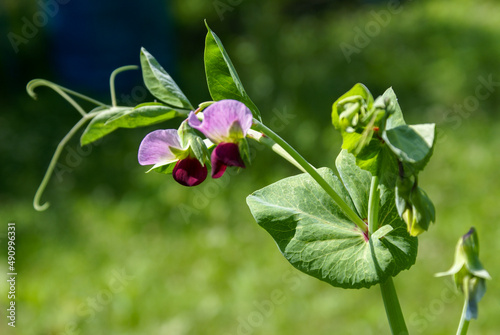Blossoming sweet pea. Pink - burgundy flower close-up.