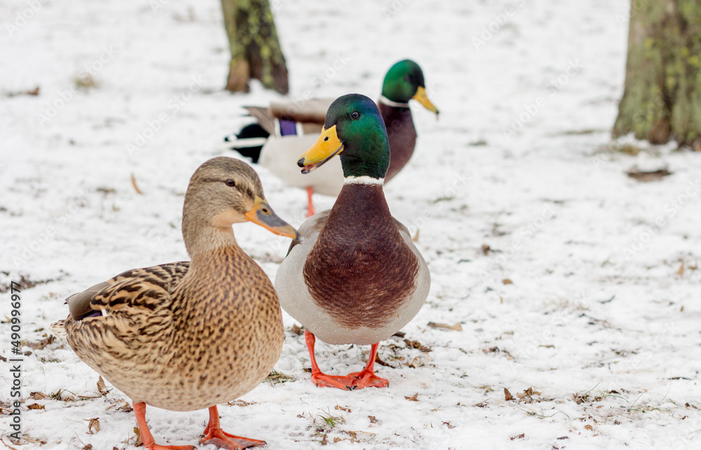 wild ducks on a frozen snow-covered lake. winter landscape wild ducks on a frozen snow-covered lake. winter landscape