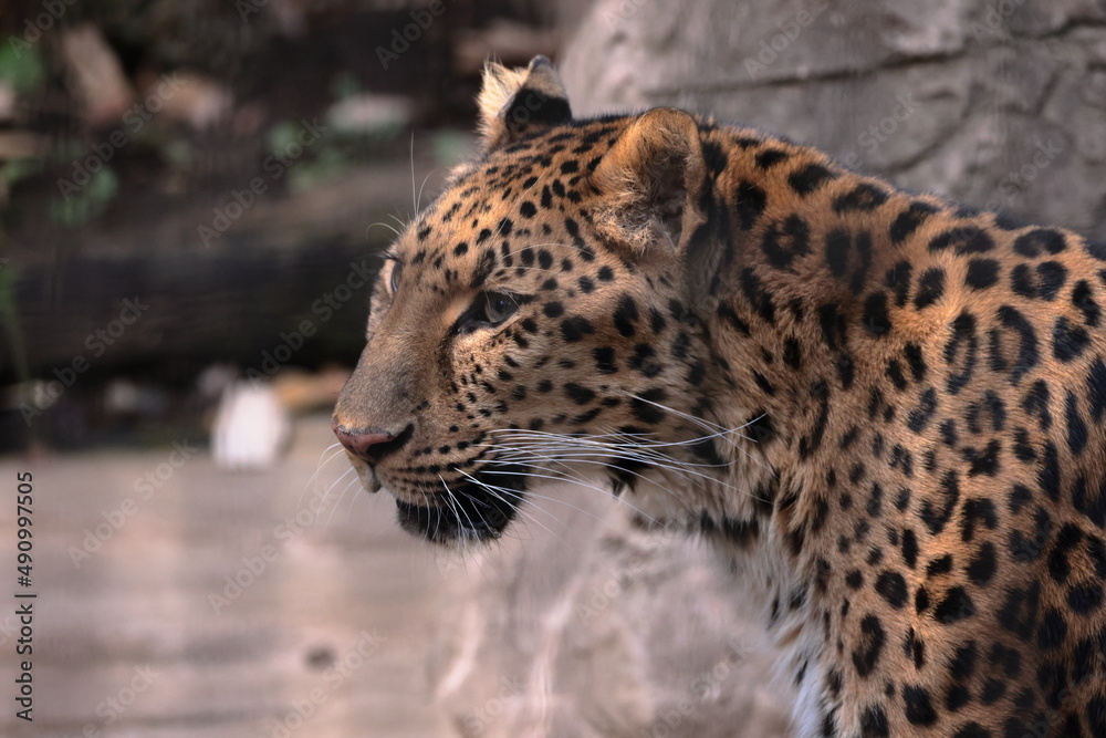 Obraz premium アムールヒョウ